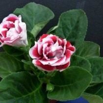 Глоксиния для начинающих