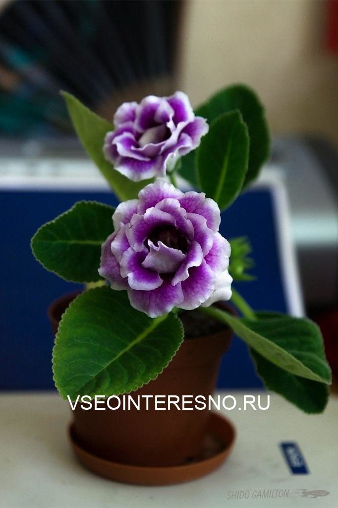 Глоксиния для начинающих