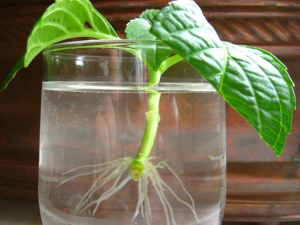 5 проверенных способов ускорить появление корешков у растений 5 проверенных способов ускорить появление корешков у растений