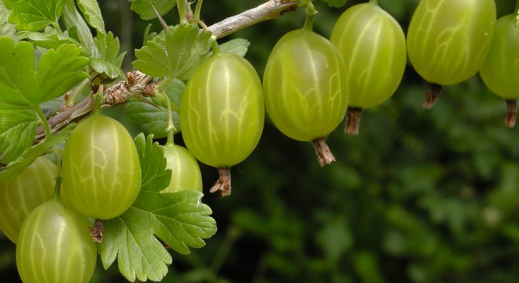 Крыжовник под защитой томата. Почему не знала этого раньше Крыжовник под защитой томата. Почему не знала этого раньше