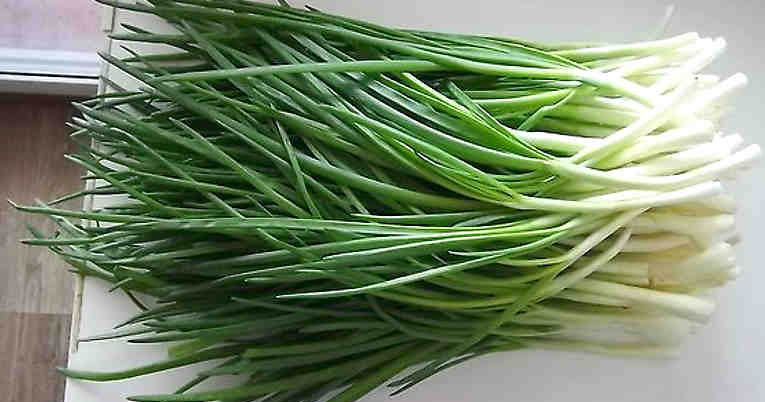 Я больше не покупаю зеленый лук. Два необычных способа вырастить зеленые перья без использования земли. Я больше не покупаю зеленый лук. Два необычных способа вырастить зеленые перья без использования земли.
