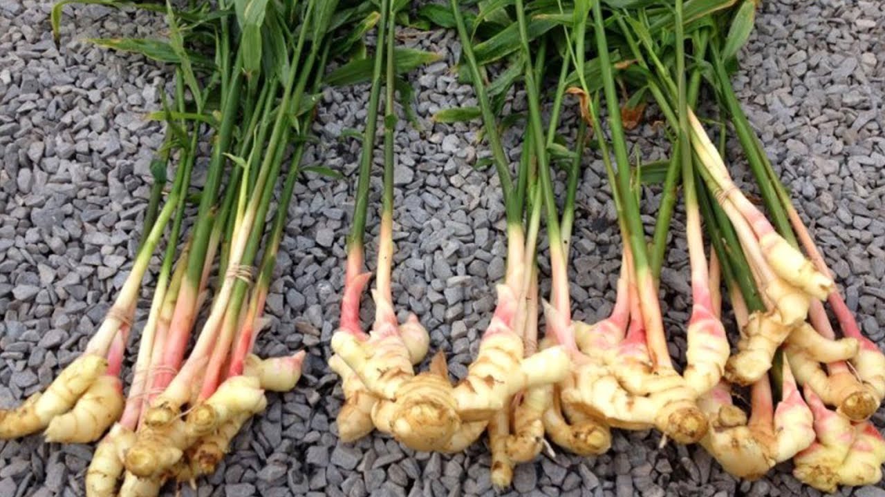 Имбирь, выращивание дома. Корень имбиря, фото. Растение имбирь