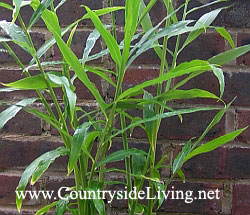 Имбирь, выращивание дома. Корень имбиря, фото. Растение имбирь