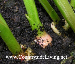 Имбирь, выращивание дома. Корень имбиря, фото. Растение имбирь