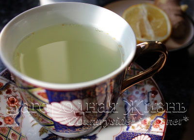 Имбирь, выращивание дома. Корень имбиря, фото. Растение имбирь