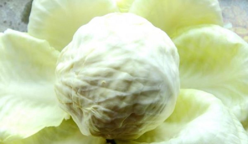 Ленивый голубец из молодой капусты: отличное весеннее блюдо! Рецепт на вес золота Ленивый голубец из молодой капусты: отличное весеннее блюдо! Рецепт на вес золота