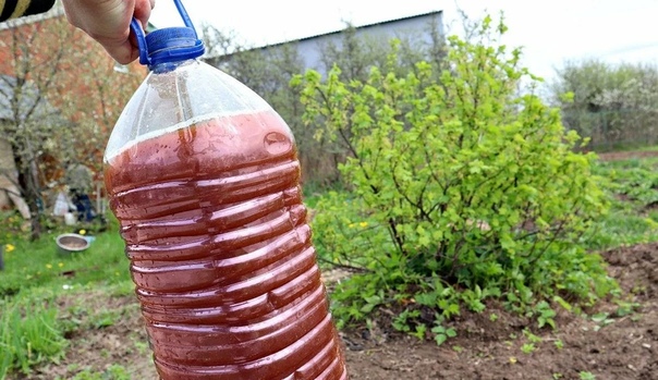 После сбора смородины, кладу под каждый куст народную подкормку.