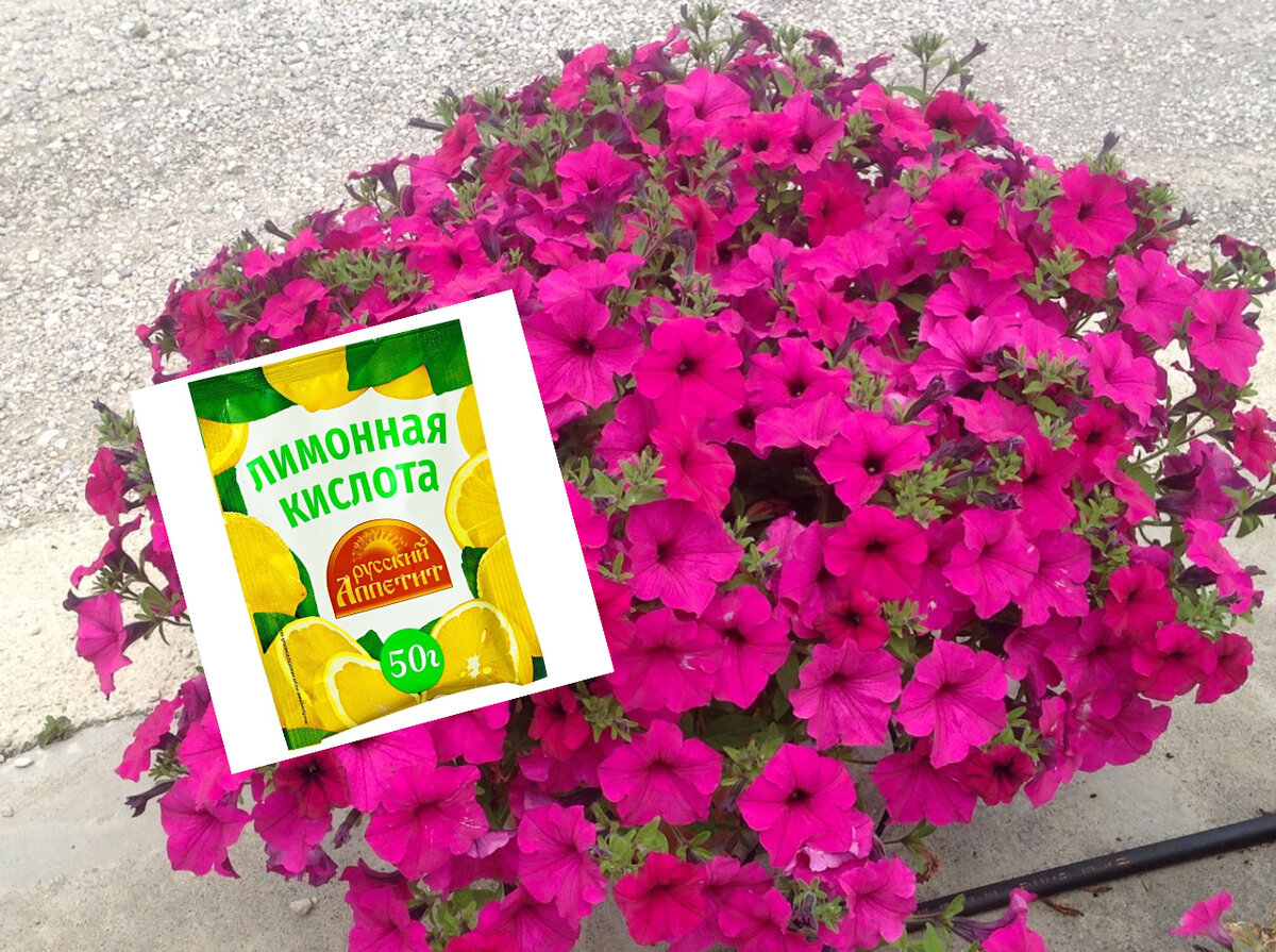 Лимонная кислота — настоящая находка для петунии. Результат не заставил себя ждать!