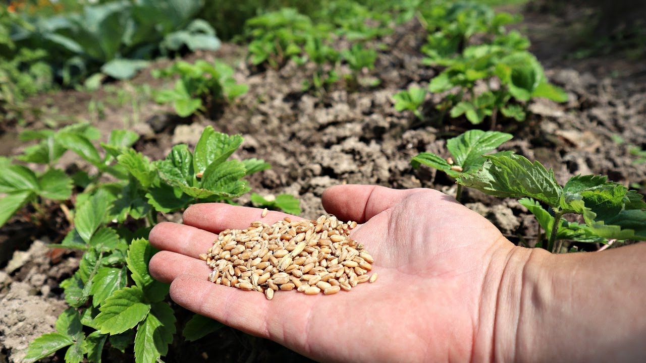 Посейте этот сидерат по клубнике в августе-сентябре для мощного урожая в следующем году.