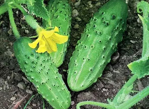 Белорусский способ выращивания огурцов в открытом грунте