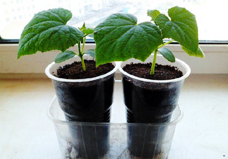 Белорусский способ выращивания огурцов в открытом грунте