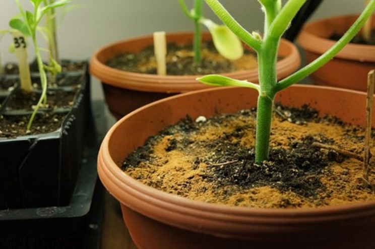 Просто добавьте немного корицы в цветочный горшок. Эффект потрясающий