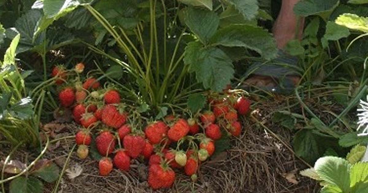 Cекретная подкормка клубники! Без «химии»!