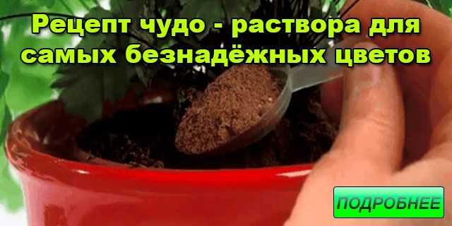 Рецепт чудо – раствора для самых безнадёжных цветов.
