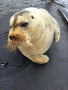 Увидел свое фото, продающееся за 15 евро, и решил их продавать, чем бесплатно выкладывать: рассказываю как зарабатываю 200$ в месяц