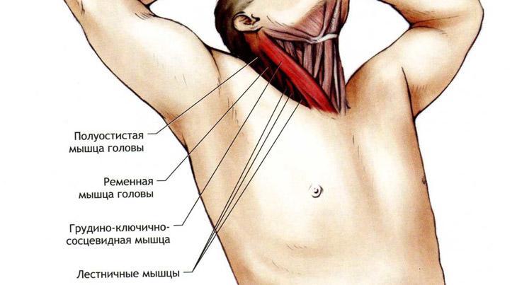 Переднюю стенку слепого мешка грудино ключично сосцевидной мышцы составляет