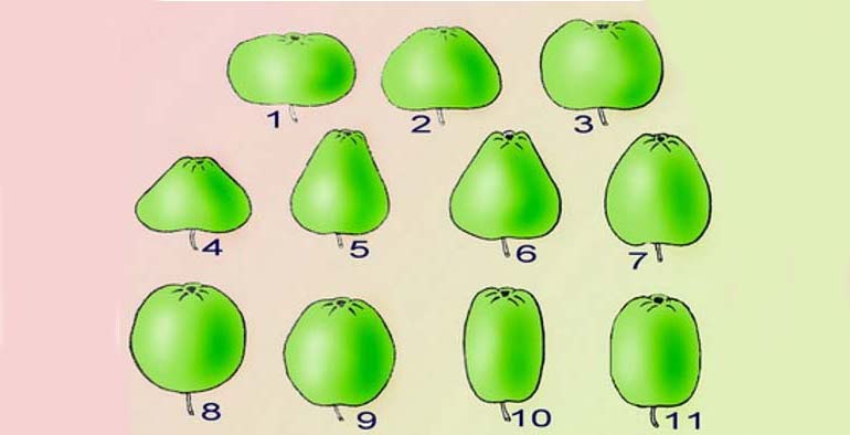 яблоки с красной мякотью сорт. разные формы яблок. сорта яблонь названия. виды яблок. помологические сорта яблок.