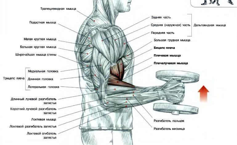 Упражнения для бицепса 1080